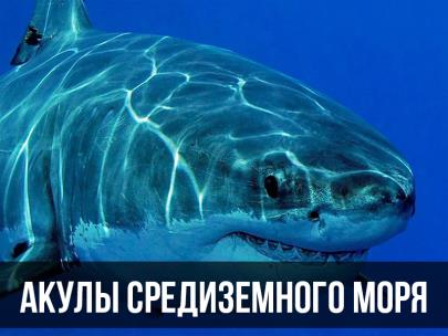 Акулы Средиземного моря