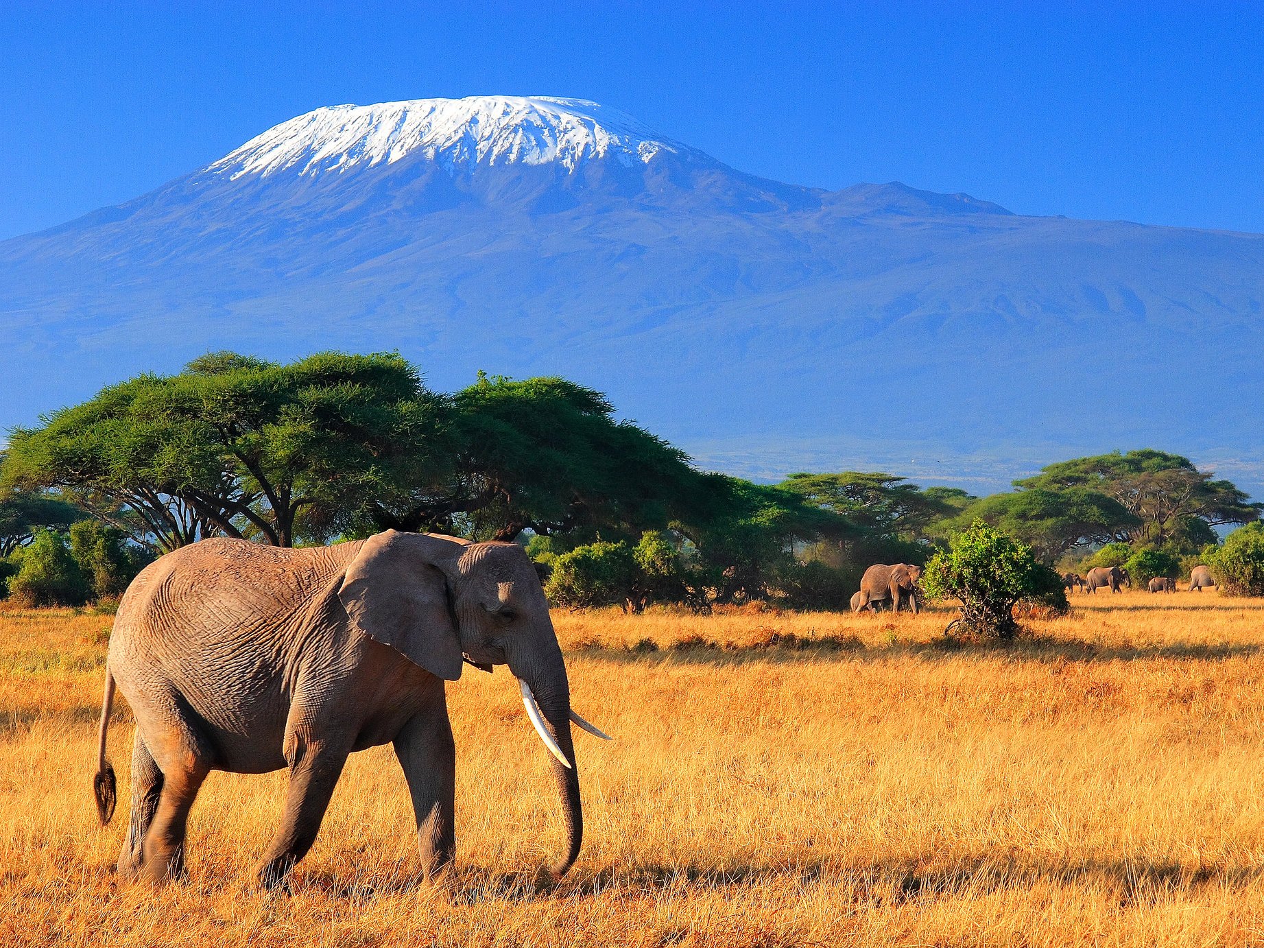Красивая страна африки. Танзания Килиманджаро. Танзания сафари Килиманджаро. Саванна Килиманджаро. Кения Килиманджаро.