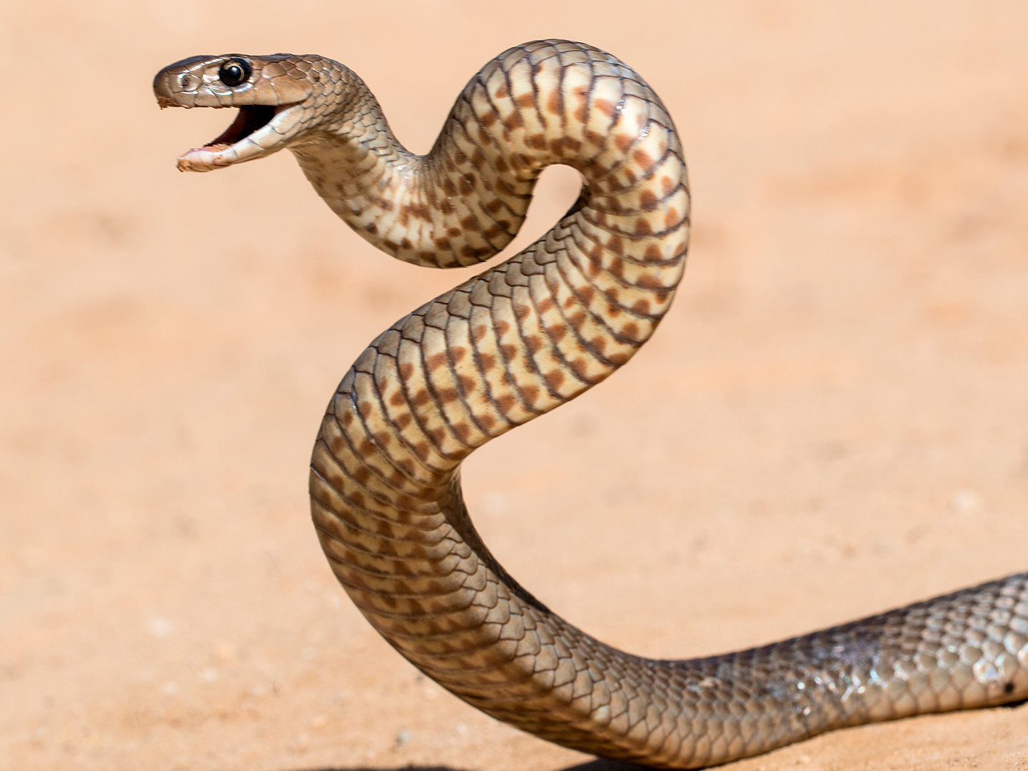 Австралийские змееловы (Вторжение змей)