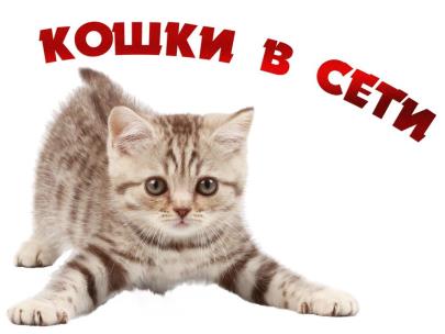 Кошки в сети