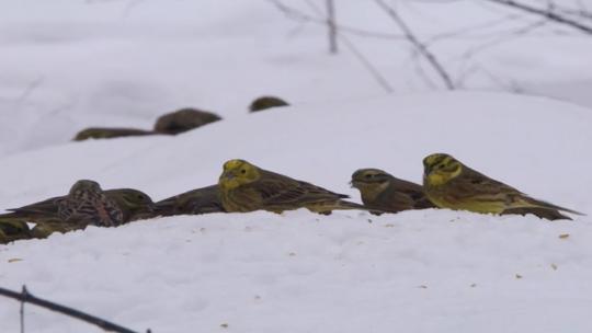 В фокусе воробьи