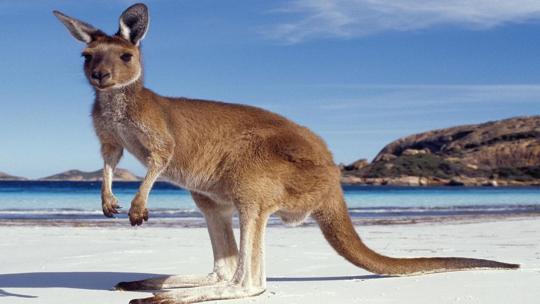 Австралия: путешествие сквозь эволюцию