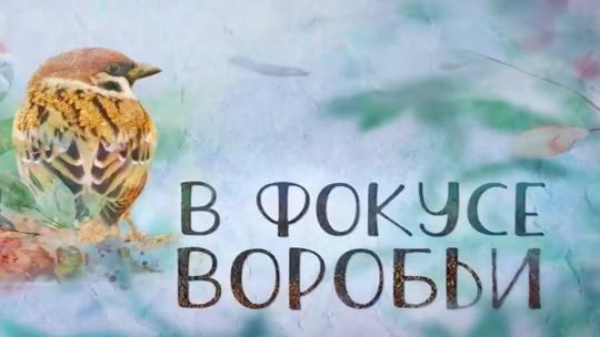 В фокусе воробьи